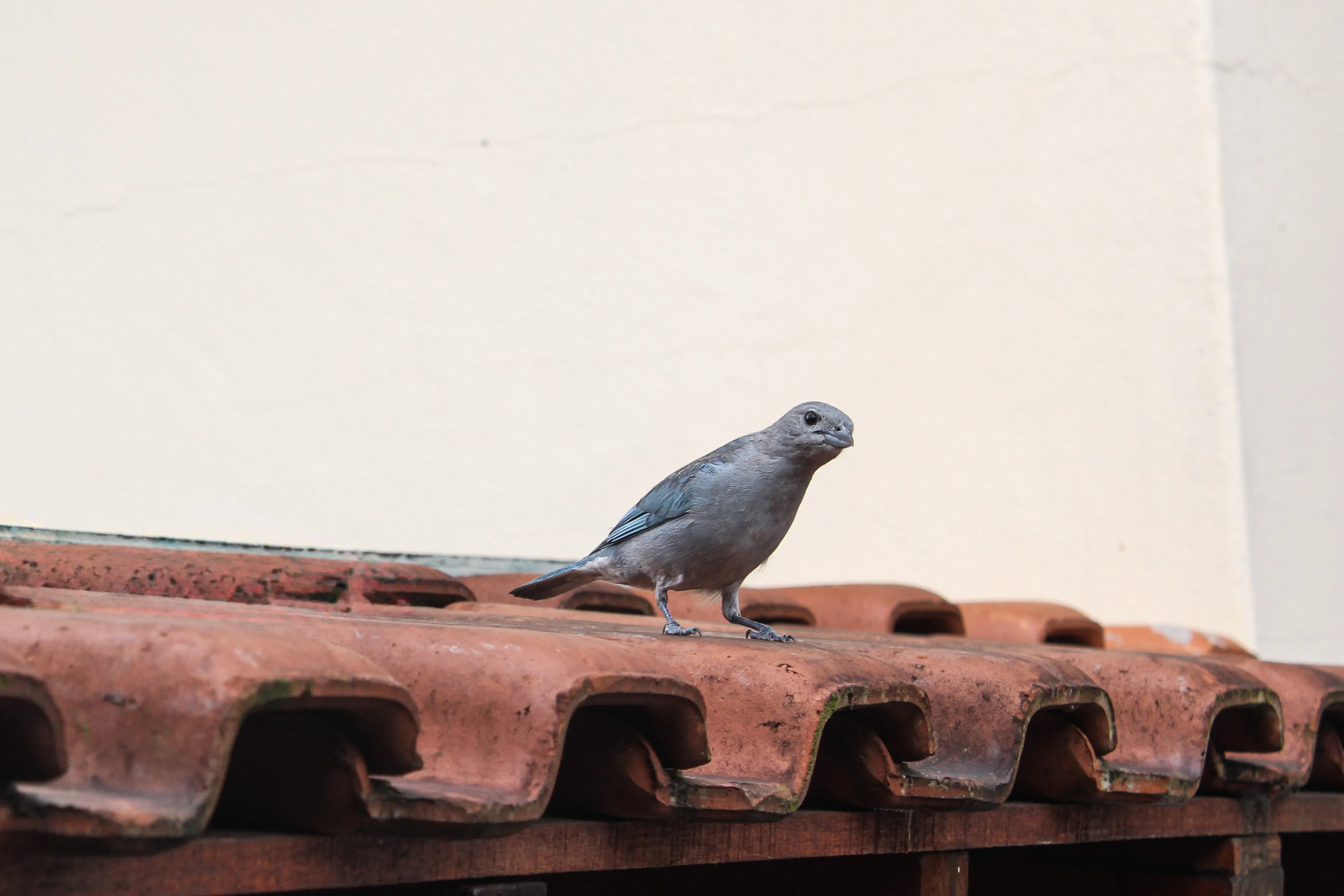 Imagem 3 - A arte não está apenas em muse...